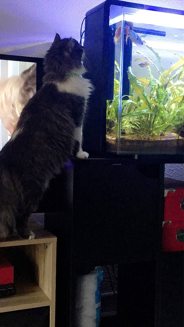 Mô a rejoint le concours — aidez-le/la à gagner de superbes lots ! blue, carnivore, cat, comfort, domestic_short_haired_cat, felidae, fur, glass, hardwood, herb, houseplant, pet_supply, plant, small_to_medium_sized_cats, snapshot, tail, tints_and_shades, whiskers, window, wood