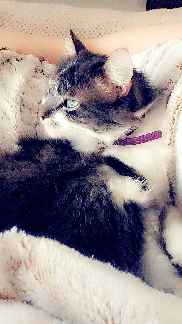 Mô participe au concours pour gagner de l'argent avec cette photo : carnivore, cat, claw, cloud, comfort, domestic_short_haired_cat, felidae, fur, grey, meteorological_phenomenon, nap, pattern, paw, sky, sleep, small_to_medium_sized_cats, snout, tail, textile, whiskers