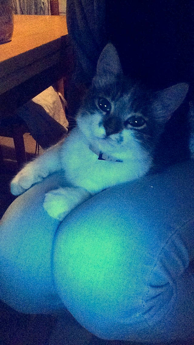 Mô participe au concours pour gagner de l'argent avec cette photo : carnivore, cat, chair, cloud, comfort, darkness, electric_blue, eye, felidae, fur, human_leg, lap, leg, night, sitting, small_to_medium_sized_cats, square, tail, thigh, whiskers