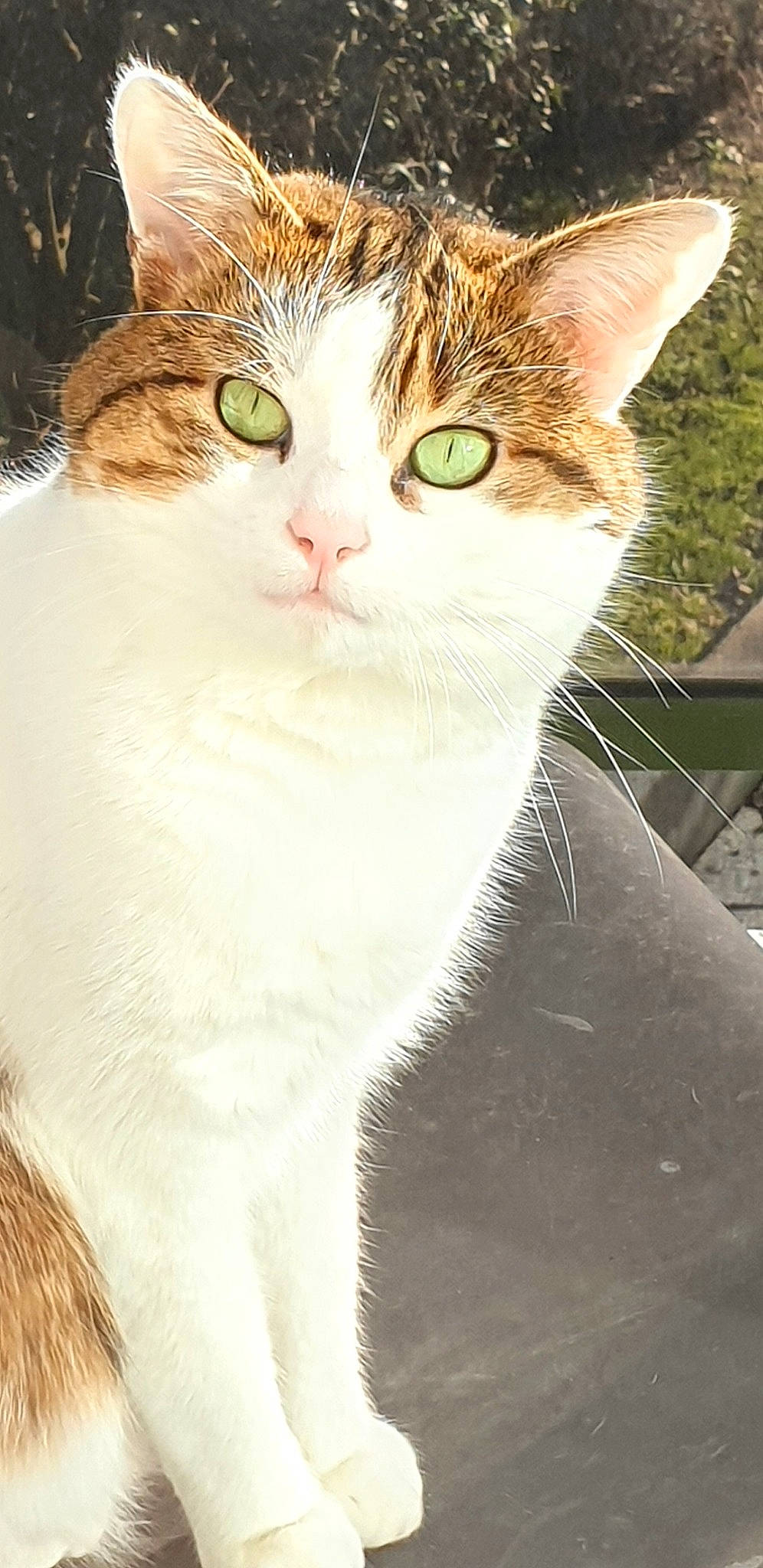 Hobby a rejoint le concours — aidez-le/la à gagner de superbes lots ! carnivore, cat, domestic_short_haired_cat, ear, eyelash, fawn, felidae, fur, gesture, grass, small_to_medium_sized_cats, snout, tail, terrestrial_animal, tree, whiskers, wildlife, window