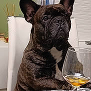 Pablo a rejoint le concours — aidez-le/la à gagner de superbes lots ! dog, french_bulldog, brindle, pet, indoor, table, glass, drink, white_chair, paws, closeup, expression, animal, domestic_animal, seated, background, furniture, beverage, contemplative, household