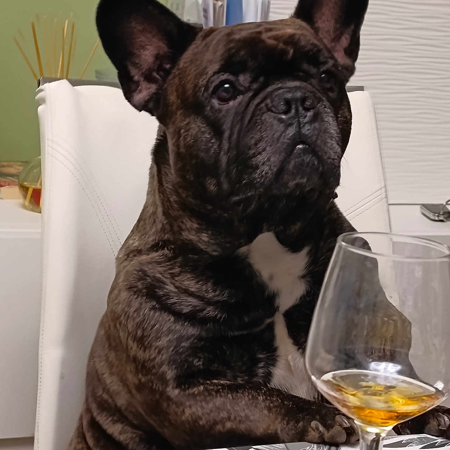 Pablo a rejoint le concours — aidez-le/la à gagner de superbes lots ! dog, french_bulldog, brindle, pet, indoor, table, glass, drink, white_chair, paws, closeup, expression, animal, domestic_animal, seated, background, furniture, beverage, contemplative, household