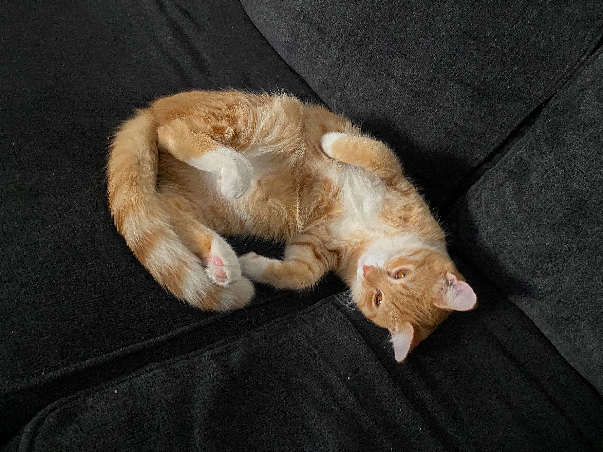 Elvis is registered to the contest to win money with this photo: canidae, carnivore, cat, cat_supply, claw, comfort, companion_dog, couch, domestic_short_haired_cat, fawn, felidae, fur, linens, paw, small_to_medium_sized_cats, sporting_group, tail, terrestrial_animal, whiskers, wood