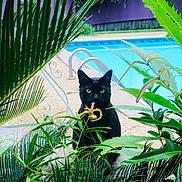 Sir Gizmo Greytoe is registered to the contest to win money with this photo: black_cat, green_eyes, cat, pool, water, plants, foliage, outdoor, nature, garden, pet, animal, calm, sitting, backyard, summer, daylight, leaves, greenery, relaxation