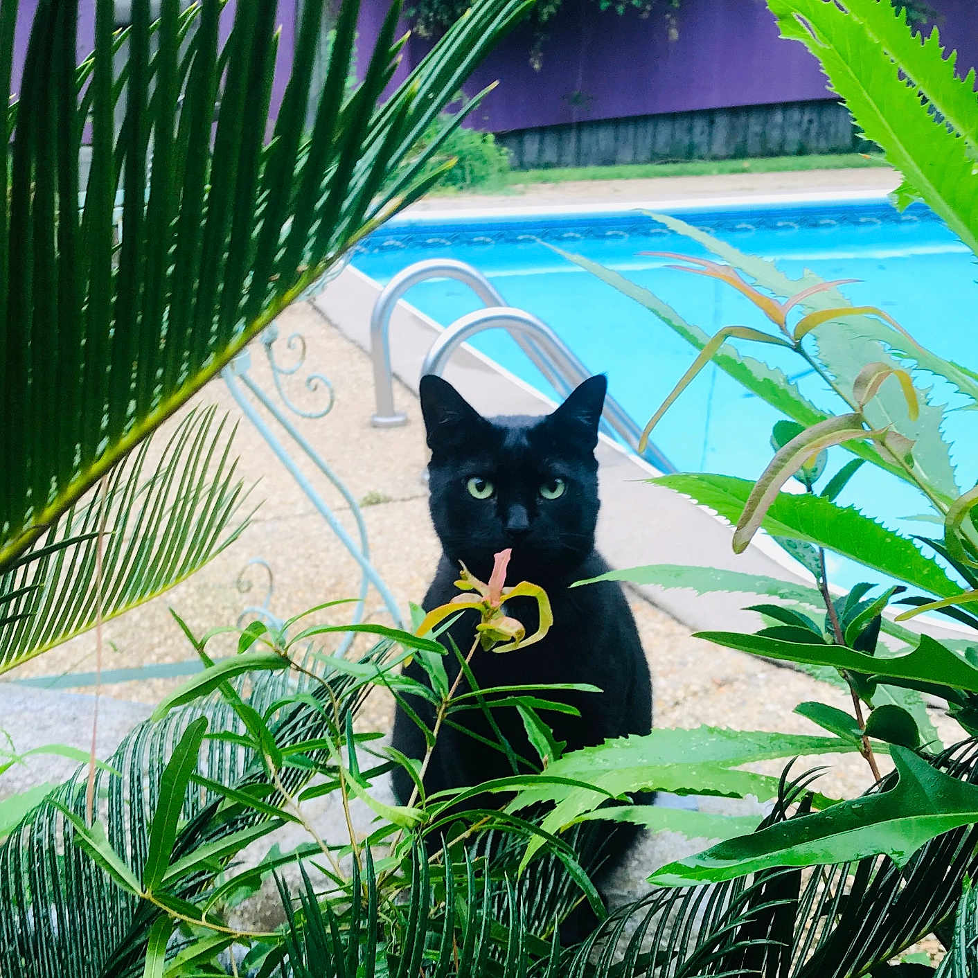 Sir Gizmo Greytoe is registered to the contest to win money with this photo: animal, backyard, black_cat, calm, cat, daylight, foliage, garden, green_eyes, greenery, leaves, nature, outdoor, pet, plants, pool, relaxation, sitting, summer, water