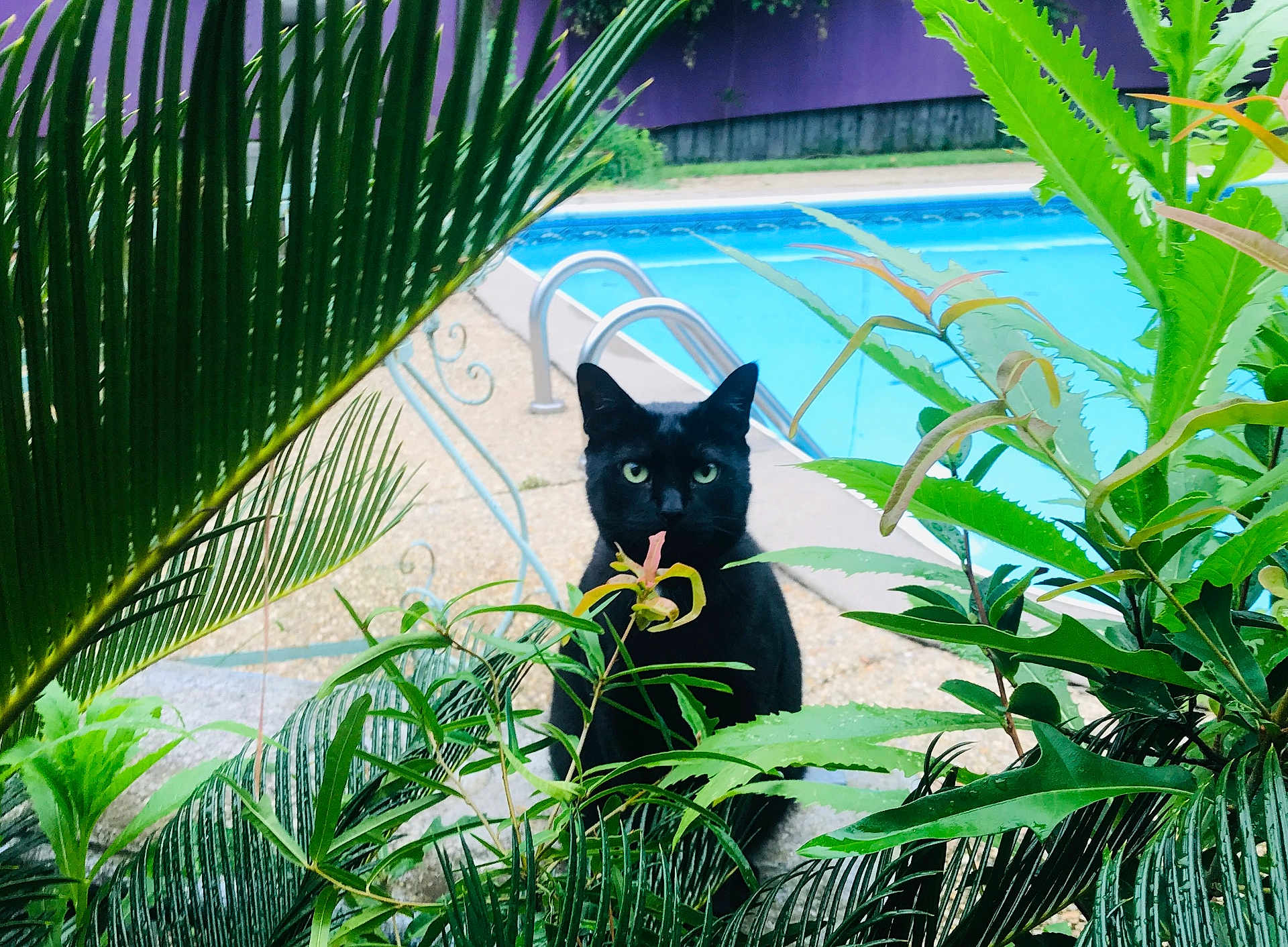 Sir Gizmo Greytoe is registered to the contest to win money with this photo: black_cat, green_eyes, cat, pool, water, plants, foliage, outdoor, nature, garden, pet, animal, calm, sitting, backyard, summer, daylight, leaves, greenery, relaxation