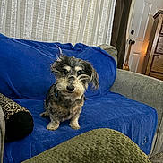 Dash joined the competition — help win amazing prizes! blue_blanket, carpet, collar, couch, cozy, curtains, decor, dog, door, fur, furniture, home, indoor, living_room, looking, pet, sitting, small_dog, window, wooden_dresser