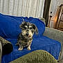 blue_blanket, carpet, collar, couch, cozy, curtains, decor, dog, door, fur, furniture, home, indoor, living_room, looking, pet, sitting, small_dog, window, wooden_dresser