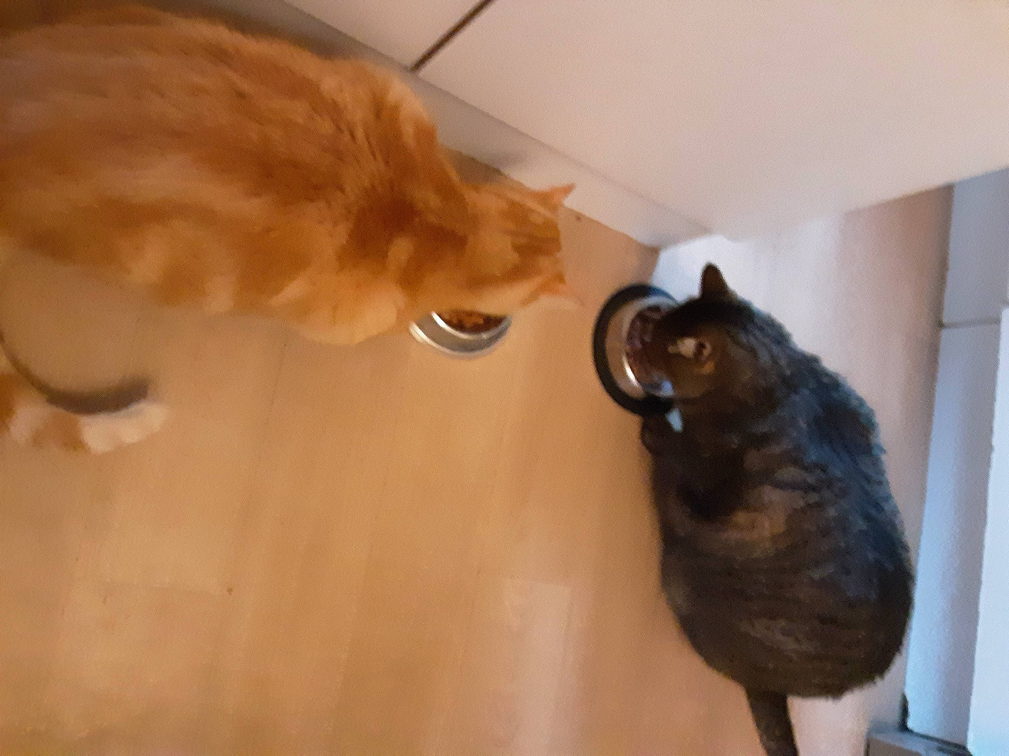 Joyeux participe au concours pour gagner de l'argent avec cette photo : brown, canidae, carnivore, cat, companion_dog, dog_breed, domestic_short_haired_cat, fawn, felidae, floor, flooring, fur, hardwood, liver, small_to_medium_sized_cats, snout, tail, whiskers, wood, wood_stain