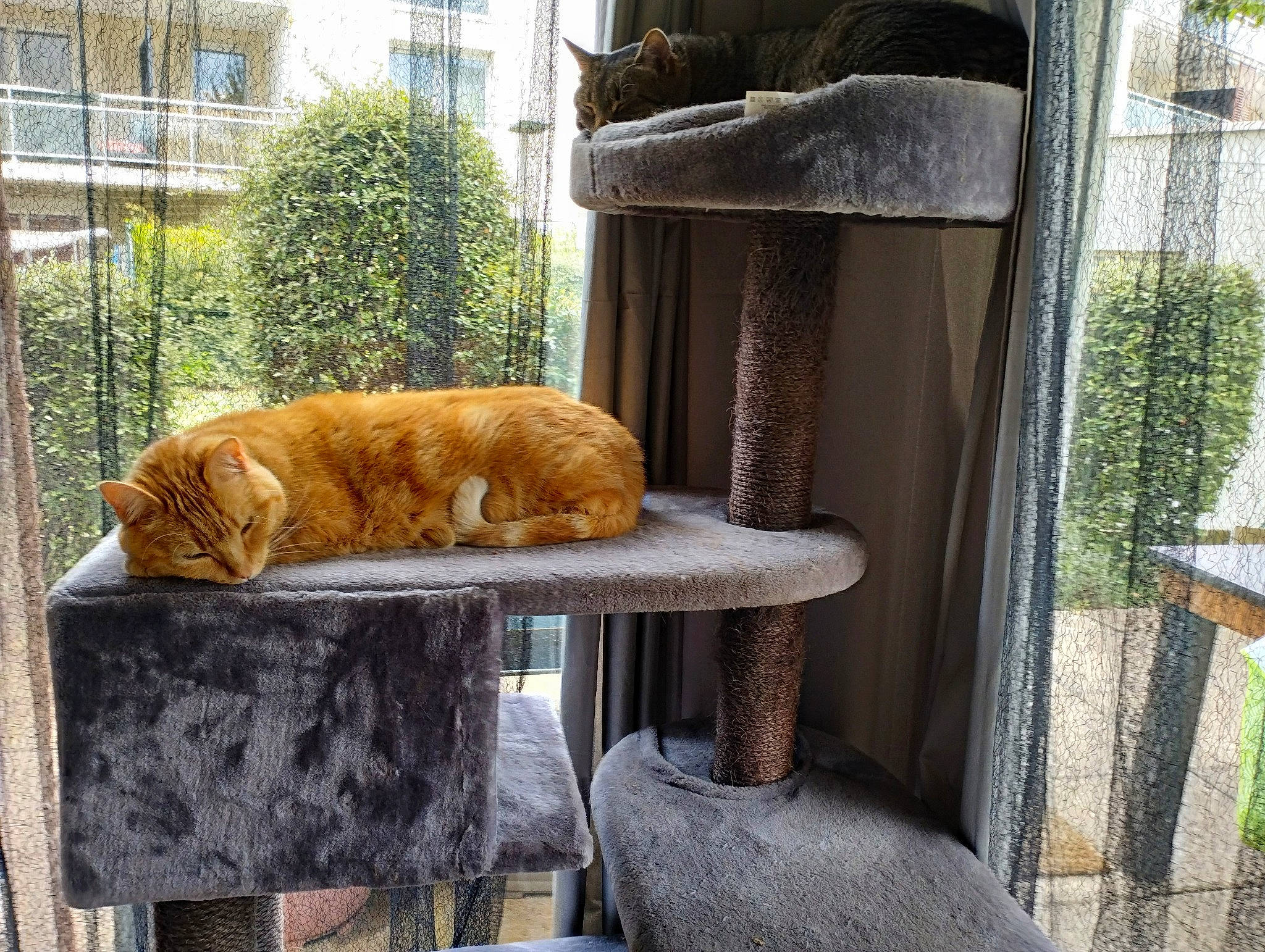 Lewis participe au concours pour gagner de l'argent avec cette photo : building, carnivore, cat, comfort, fawn, felidae, flooring, grass, hardwood, outdoor_furniture, outdoor_table, plant, shade, small_to_medium_sized_cats, table, tail, tints_and_shades, whiskers, window, wood