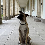 Alba a rejoint le concours — aidez-le/la à gagner de superbes lots ! dog, canine, pet, sitting, head_tilt, corridor, columns, tiled_floor, architecture, symmetry, portrait, collar, attentive, paws, muzzle, ears, archway, hallway, stone_tiles, indoor