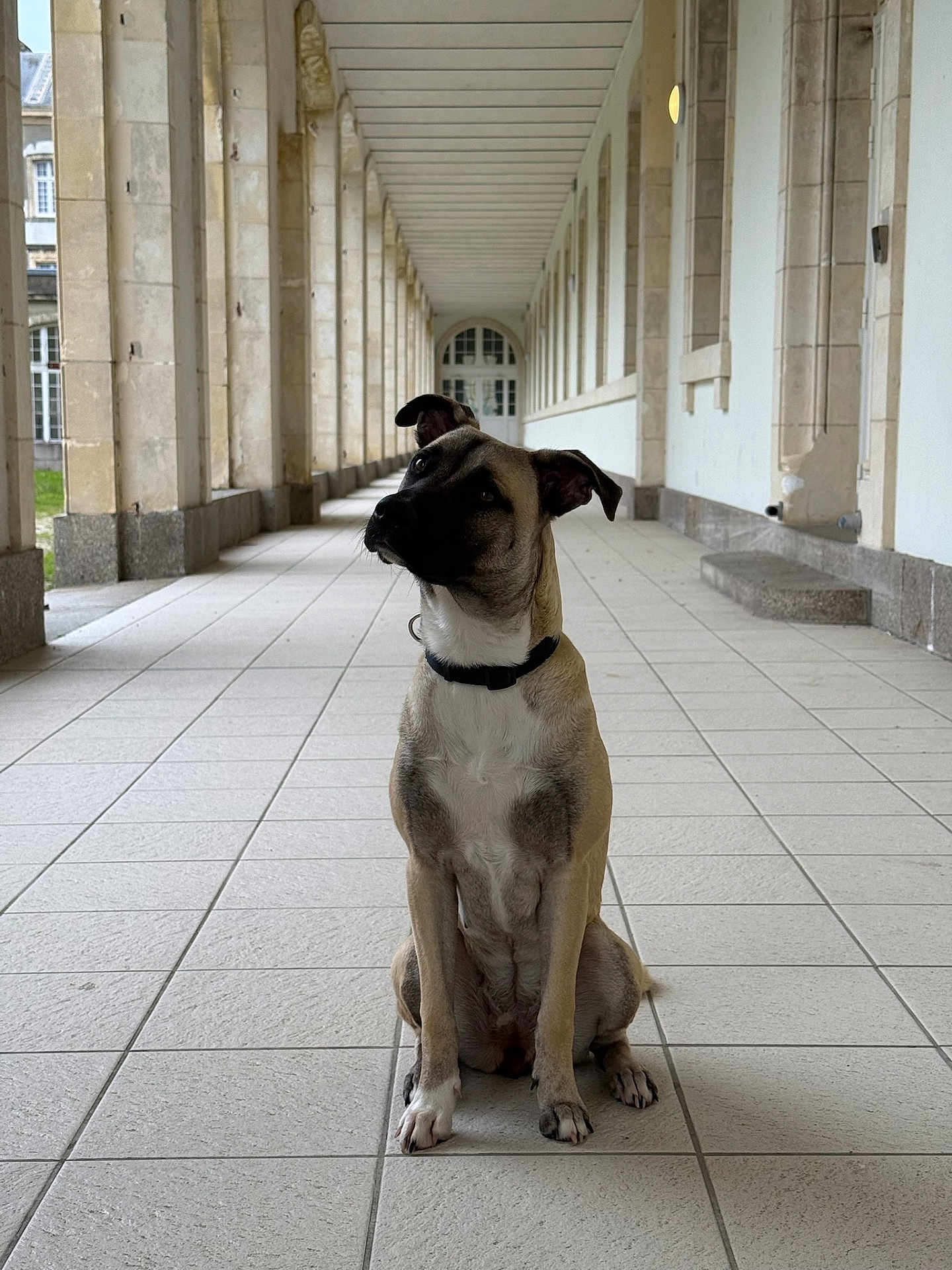 Alba a rejoint le concours — aidez-le/la à gagner de superbes lots ! dog, canine, pet, sitting, head_tilt, corridor, columns, tiled_floor, architecture, symmetry, portrait, collar, attentive, paws, muzzle, ears, archway, hallway, stone_tiles, indoor