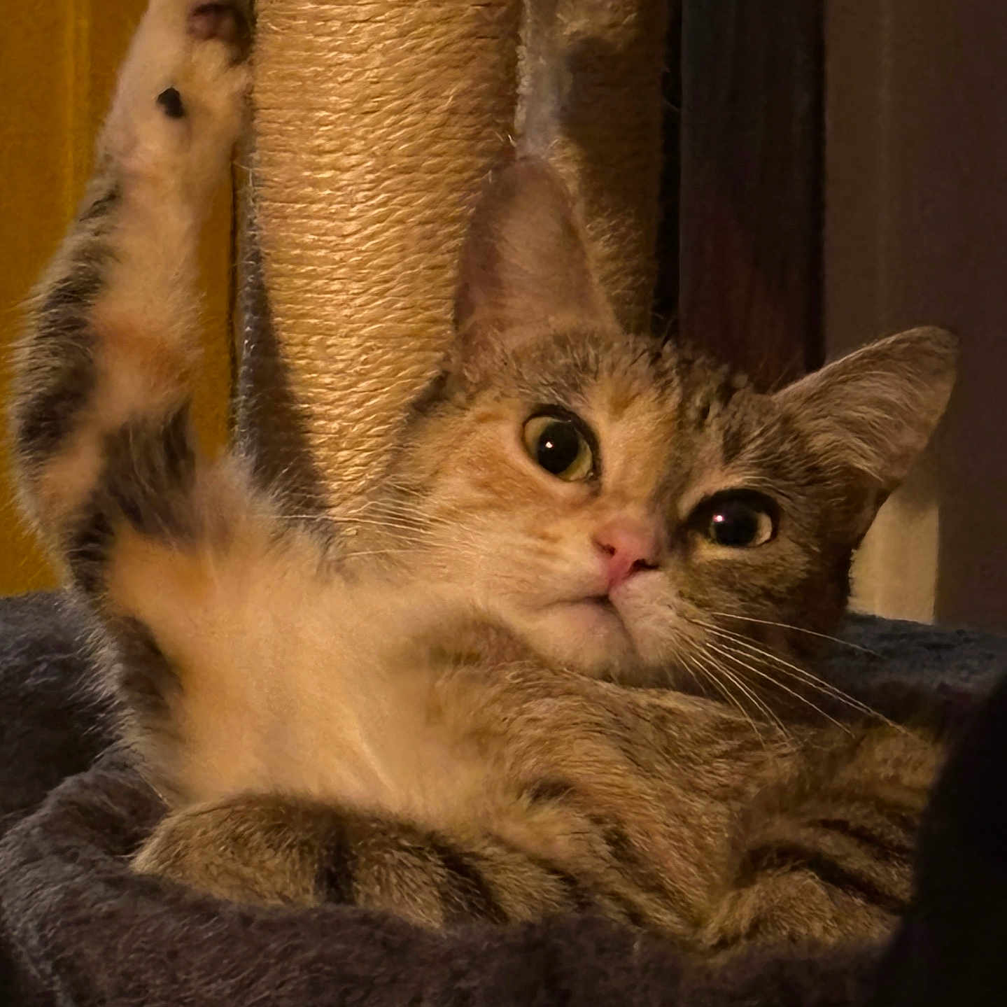 Majchi is registered to the contest to win money with this photo: alert, animal, bed, cat, closeup, comfortable, cozy, curious, cute, feline, fur, indoor, paw, pet, relaxed, soft, stretching, tabby, warm_lighting, whiskers