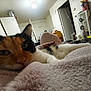blanket, calico, cat, close_up, cozy, cup, door, furniture, indoor, kitchen, light, living_room, person_hand, pet, relaxed, remote_control, ring, soft_texture, table, television