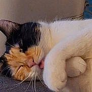 Xena a rejoint le concours — aidez-le/la à gagner de superbes lots ! animal, calico, cat, closeup, cozy, cute, ears, feline, fur, indoor, licking, nose, paws, pet, relaxed, resting, sleeping, soft, tongue, whiskers