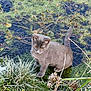 cat, gray_cat, kitten, pond, water, lily_pad, frost, grass, moss, plants, outdoor, nature, close_up, whiskers, yellow_eyes, sitting, tail, winter, cold, curiosity