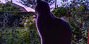 Anubis a rejoint le concours — aidez-le/la à gagner de superbes lots ! cat, silhouette, twilight, garden, flowers, window_sill, profile, backyard, plants, rose_bush, dusk, purple_sky, shrubbery, pet, porch, leafy, nature, evening, ears, feline