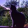 cat, silhouette, twilight, garden, flowers, window_sill, profile, backyard, plants, rose_bush, dusk, purple_sky, shrubbery, pet, porch, leafy, nature, evening, ears, feline