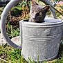 Anubis a rejoint le concours — aidez-le/la à gagner de superbes lots ! cat, kitten, gray_cat, watering_can, metal, garden, grass, outdoor, yellow_eyes, curious, pet, portrait, cute, plant, handle, rustic, spring, soil, nature, whiskers