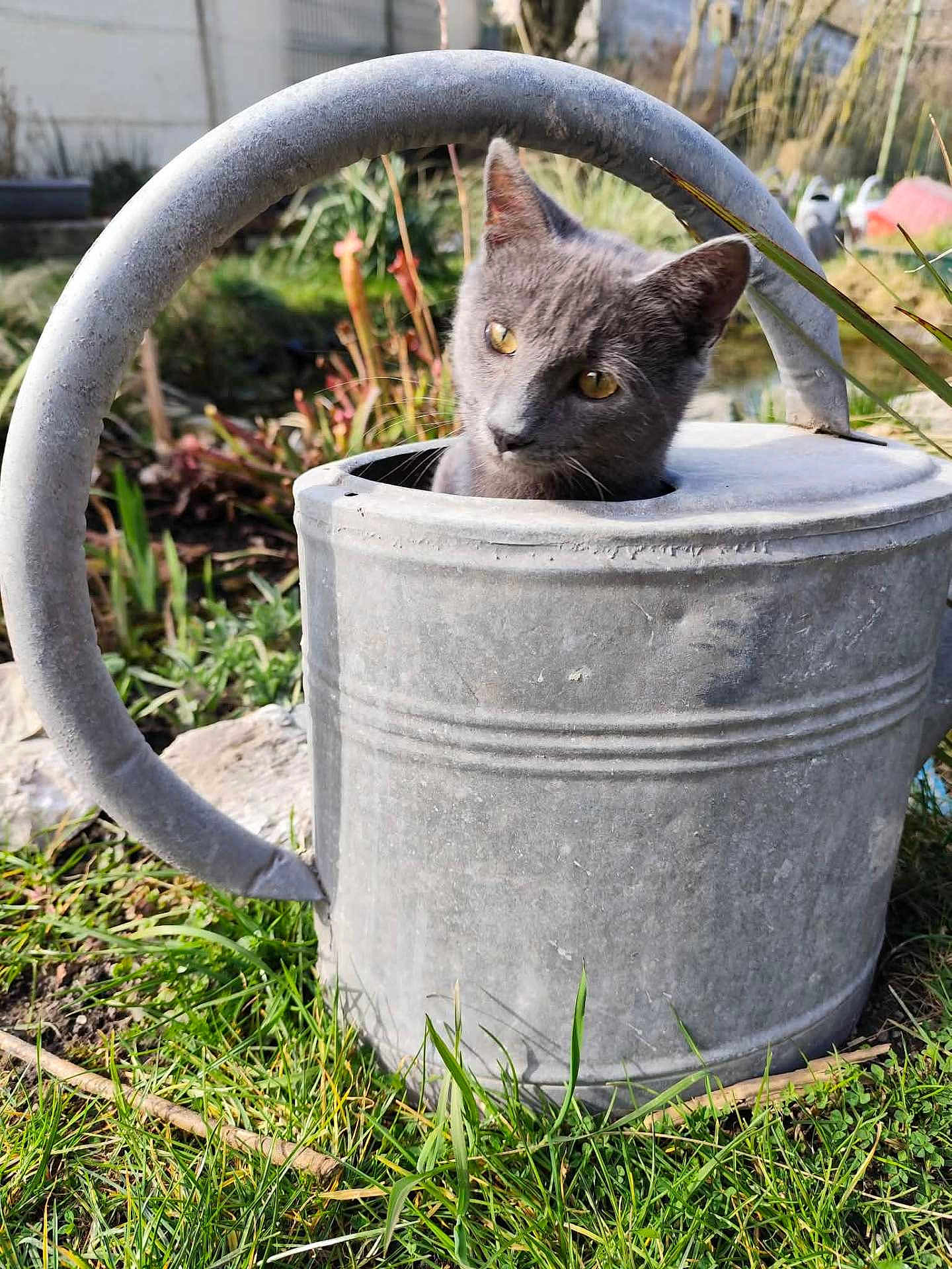 Anubis a rejoint le concours — aidez-le/la à gagner de superbes lots ! cat, kitten, gray_cat, watering_can, metal, garden, grass, outdoor, yellow_eyes, curious, pet, portrait, cute, plant, handle, rustic, spring, soil, nature, whiskers