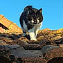 Shanelle participe au concours pour gagner de l'argent avec cette photo : cat, black_and_white_cat, roof, roof_tiles, tile_roof, outdoor, blue_sky, whiskers, paws, walking, close_up, pet, domestic_animal, sunlight, morning, moss, texture, ears, green_eyes, curious