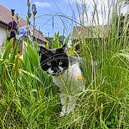 Shanelle a rejoint le concours — aidez-le/la à gagner de superbes lots ! cat, tuxedo_cat, grass, flower, iris, garden, outdoor, house, roof, cottage, greenery, whiskers, eyes, portrait, plants, leaves, sunlight, sky, yard, close_up