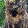Noisette participe au concours pour gagner de l'argent avec cette photo : cat, tortoiseshell_cat, feline, pet, close_up, green_eyes, whiskers, ears, fur, portrait, outdoor, nature, tree, rooftop, paws, sitting, animal, inquisitive, domestic_cat, whiskered_face