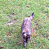 Noisette participe au concours pour gagner de l'argent avec cette photo : cat, close_up, curiosity, daytime, domestic_cat, feline, fur, grass, ground, leaf, mammal, nature, outdoor, paws, pet, portrait, tail, tortoiseshell_cat, walking, whiskers