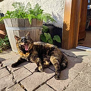Noisette a rejoint le concours — aidez-le/la à gagner de superbes lots ! cat, tortoiseshell_cat, pet, animal, outdoor, patio, planter, plant, wooden_barrel, doorway, sunlit, yawning, relaxed, paving_stones, shadow, leaves, open_mouth, whiskers, fur, domestic_cat
