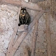 Noisette a rejoint le concours — aidez-le/la à gagner de superbes lots ! animal, barn, cat, curious, eyes, fur, hay, indoor, loft, perch, pet, plaster_wall, roof, rustic, sitting, stare, texture, tortoiseshell_cat, whiskers, wood_beam