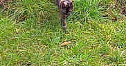 Noisette a rejoint le concours — aidez-le/la à gagner de superbes lots ! animal, candid, cat, ears, feline, grass, greenery, muzzle, nature, outdoor, paws, pet, pond, portrait, reeds, shore, tail, tortoiseshell_cat, walking, water