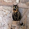 Noisette participe au concours pour gagner de l'argent avec cette photo : animal, barn, cat, closeup, curious, feline, green_eyes, indoor, mammal, perched, pet, plaster_wall, portrait, rafter, rustic, sitting, texture, tortoiseshell_cat, whiskers, wood_beam