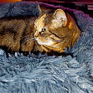 Maniac a rejoint le concours — aidez-le/la à gagner de superbes lots ! cat, tabby, feline, pet, fluffy_blanket, blue_blanket, indoor, cozy, fur, whiskers, yellow_eyes, resting, closeup, animal, cute, sleepy, comfort, texture, soft, domestic_cat