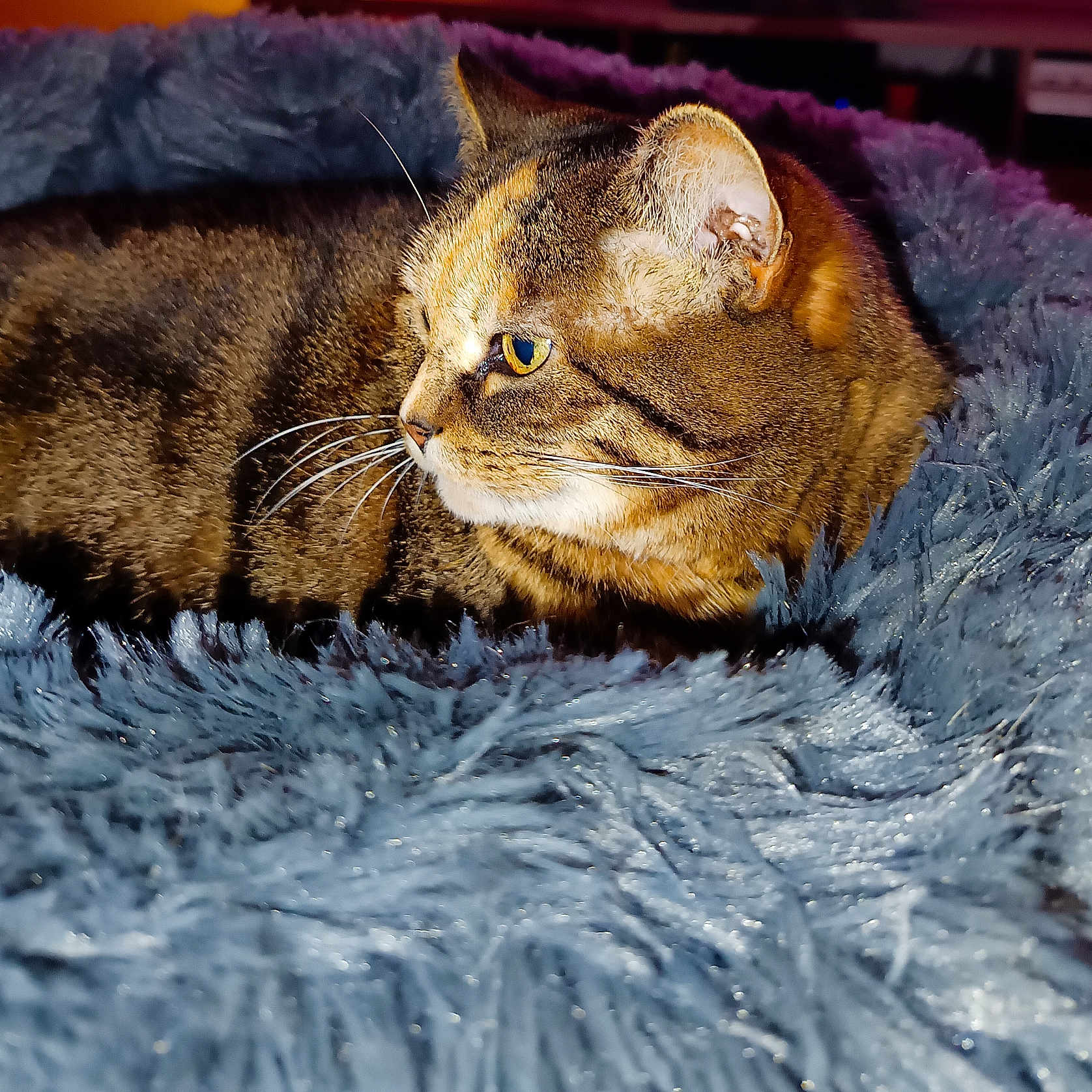 Maniac a rejoint le concours — aidez-le/la à gagner de superbes lots ! animal, blue_blanket, cat, closeup, comfort, cozy, cute, domestic_cat, feline, fluffy_blanket, fur, indoor, pet, resting, sleepy, soft, tabby, texture, whiskers, yellow_eyes