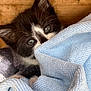kitten, cat, black_and_white, eyes, blanket, blue, texture, wood_background, curious, pet, fur, whiskers, close_up, animal, cute, indoor, soft, young, small, cozy