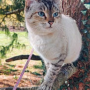 Vaiana participe au concours pour gagner de l'argent avec cette photo : cat, animal, tree, branch, outdoor, nature, ivy, fur, blue_eyes, pet, whiskers, mammal, wildlife, closeup, leaves, daylight, forest, cute, alert, climbing