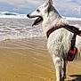 dog, white_dog, beach, ocean, water, waves, sky, clouds, sunny, outdoor, animal, pet, canine, tongue_out, harness, standing, sand, shallow_water, nature, daylight