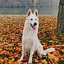 dog, white_dog, autumn, fall_leaves, leaves, tree, lake, nature, outdoor, grass, canine, park, seasonal, tongue_out, sitting, animal, scenic, forest, water, landscape