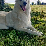 Joyce a rejoint le concours — aidez-le/la à gagner de superbes lots ! dog, white_dog, grass, tree, outdoor, nature, sky, clouds, sunlight, shade, pet, animal, happy, tongue_out, canine, summer, field, relaxing, muzzle, ears