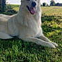 dog, white_dog, grass, tree, outdoor, nature, sky, clouds, sunlight, shade, pet, animal, happy, tongue_out, canine, summer, field, relaxing, muzzle, ears