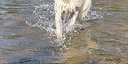 Joyce participe au concours pour gagner de l'argent avec cette photo : dog, white_dog, water, splashing, tongue_out, sunny, outdoor, nature, river, forest, greenery, happy, animal, pet, playful, summer, daylight, canine, wet, reflection