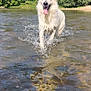 dog, white_dog, water, splashing, tongue_out, sunny, outdoor, nature, river, forest, greenery, happy, animal, pet, playful, summer, daylight, canine, wet, reflection