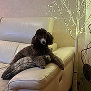 Arlo a rejoint le concours — aidez-le/la à gagner de superbes lots ! dog, poodle, brown, couch, leather, pillow, living_room, decor, lighted_tree, indoor, pet, furniture, cozy, relaxing, home, animal, domestic, fluffy, resting, cute