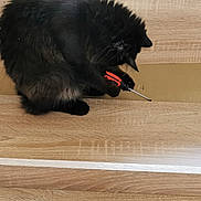 Touta a rejoint le concours — aidez-le/la à gagner de superbes lots ! cat, black_cat, tool, screwdriver, wood_floor, cardboard, indoor, pet, curious, animal, feline, paws, playing, home, flooring, wood_texture, domestic, mischievous, close_up, cute