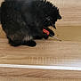 cat, black_cat, tool, screwdriver, wood_floor, cardboard, indoor, pet, curious, animal, feline, paws, playing, home, flooring, wood_texture, domestic, mischievous, close_up, cute