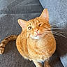 cat, orange_tabby, winking, couch, indoor, pet, feline, whiskers, playful, sitting, wooden_table, domestic_animal, fur, cute, home, relaxed, animal, mammal, friendly, cozy