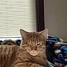 Patchy is registered to the contest to win money with this photo: cat, orange_tabby, pet, indoor, bed, blanket, window, blinds, relaxed, feline, fur, resting, cozy, home, sleepy, domestic_animal, animal, comfort, patterned_bedspread, daylight