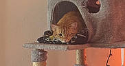Patchy joined the competition — help win amazing prizes! cat, orange_tabby, cat_tree, blanket, indoor, pet, furniture, scratching_post, relaxed, cozy, home, animal, sleepy, resting, toy, string_lights, plush, wall, carpeted, cushion
