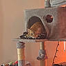 cat, orange_tabby, cat_tree, blanket, indoor, pet, furniture, scratching_post, relaxed, cozy, home, animal, sleepy, resting, toy, string_lights, plush, wall, carpeted, cushion