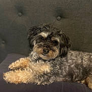 Mazikeen joined the competition — help win amazing prizes! dog, fluffy, couch, indoor, pet, relaxed, laying_down, fur, brown, black, gray, tufted, upholstery, closeup, companion, domestic_animal, animal, cute, portrait, resting